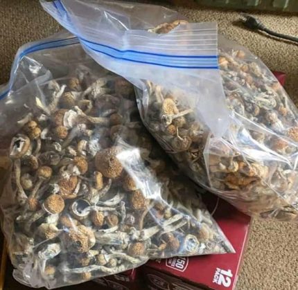 Golden Teacher Mushrooms