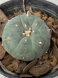 Lophophora-Williamsii-Texas-Rio-Grande-City.jpeg