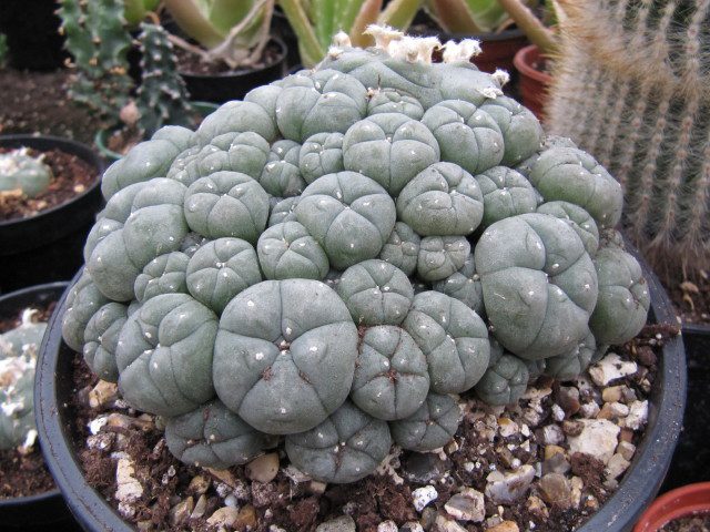 Lophophora_williamsi_-1.jpeg