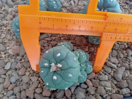 Lophophora Williamsii Jourdaniana