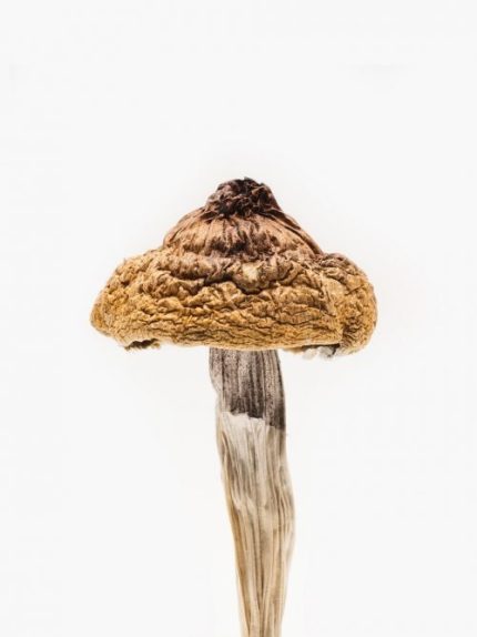 B Plus Mushrooms or Golden Caps